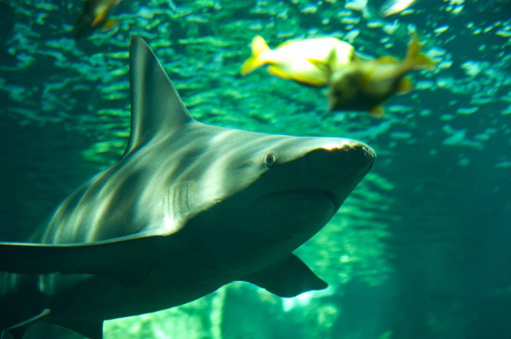 aquarium